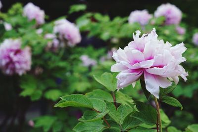 Close-up of pink flowering plant