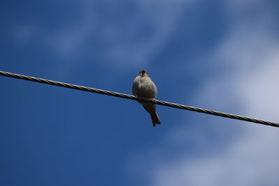 Low angle view of bird perching on cable against sky