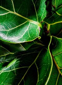 Close-up of green leaf on plant