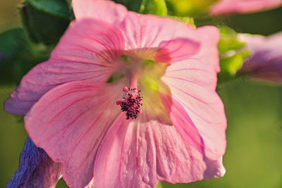 Close-up of pink flower