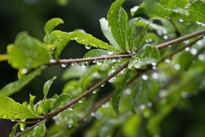 Close-up of wet plant leaves during rainy season