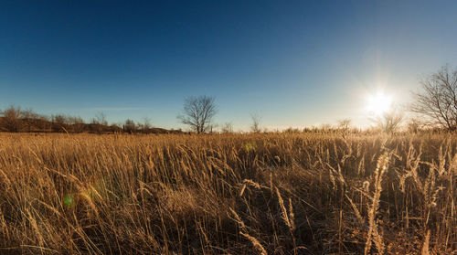 Scenic view of field against clear sky