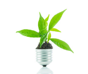 Close-up of potted plant leaves against white background