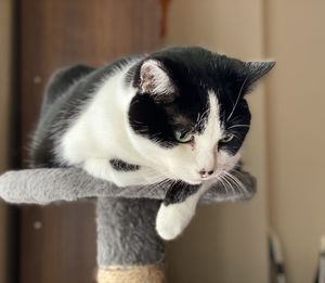 Close-up portrait of a cat looking away