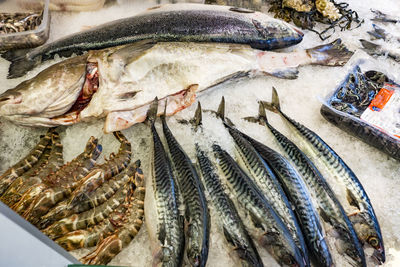 View of fish for sale in market