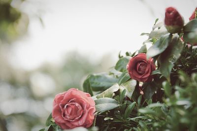 Close-up of pink rose