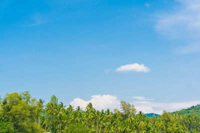 Low angle view of trees on field against blue sky