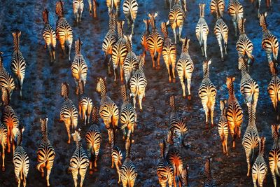 High angle view of zebras on field