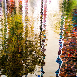 Reflection of plants in water