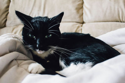 Close-up of black cat relaxing on sofa at home