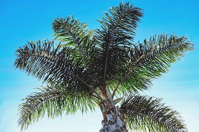 Low angle view of palm tree against blue sky