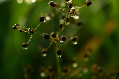 Close-up of water drops on plant