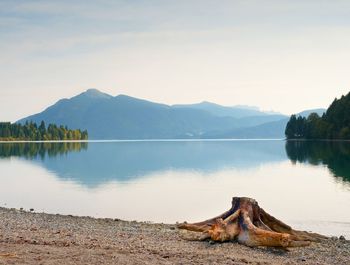 Evening shore of alps lake. beach with dead tree stump. autumn at pond, hills and mountains