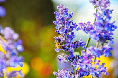 Close-up of purple flowering plants