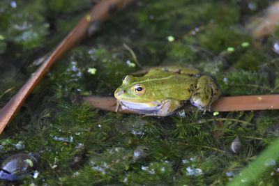 Close-up of frog in pond