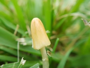 Close-up of mushroom growing outdoors