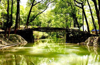 Footbridge over lake in forest