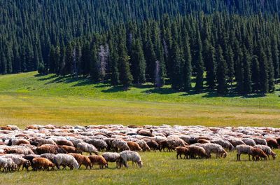 Sheep grazing in field