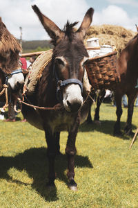 Horses in a field