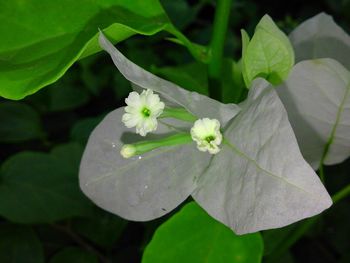 Close-up of white flowers blooming outdoors