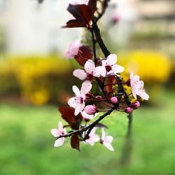 Close-up of pink flowering plant