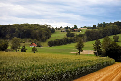 Scenic view of agricultural field against sky