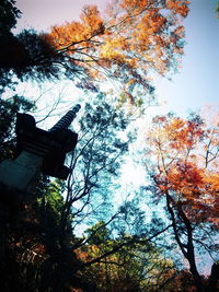 Low angle view of trees against sky