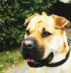 Close-up of dog on field