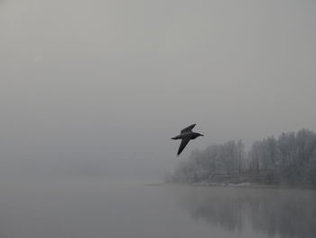 Bird flying over lake against sky