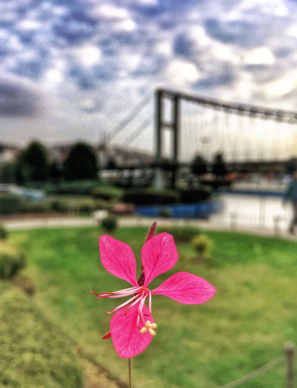 flower, connection, flower head, bridge - man made structure, fragility, petal, suspension bridge, focus on foreground, pink color, beauty in nature, travel destinations, water, built structure, tourism, close-up, architecture, freshness, famous place, nature, growth, sky, international landmark, springtime, in bloom, engineering, outdoors, single flower, day, building story, footpath, vibrant color, no people