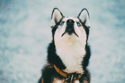 Close-up of dog looking up