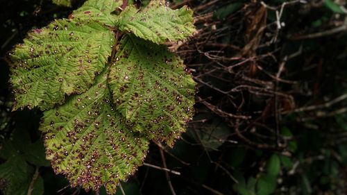 Close-up of fresh green plant