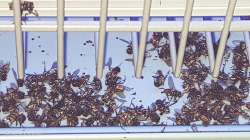 High angle view of insect on glass window