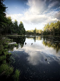 View of birds in lake against sky