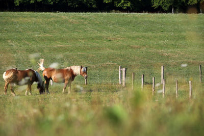 Horses in a field