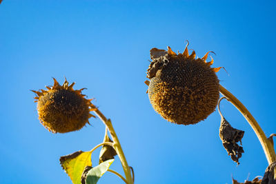 Low angle view of fruit on plant against clear blue sky