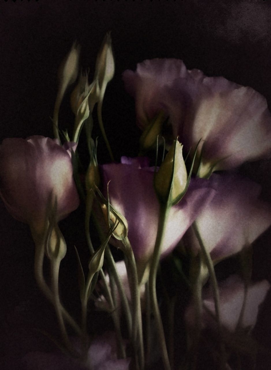 flower, close-up, petal, fragility, freshness, flower head, indoors, plant, stem, growth, pink color, selective focus, studio shot, black background, nature, focus on foreground, rose - flower, person, leaf, single flower