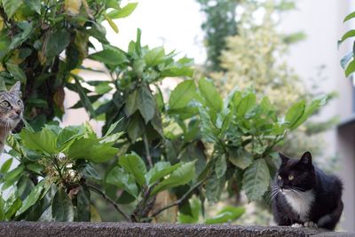 Close-up of cat sitting on retaining wall