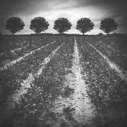 View of trees against sky