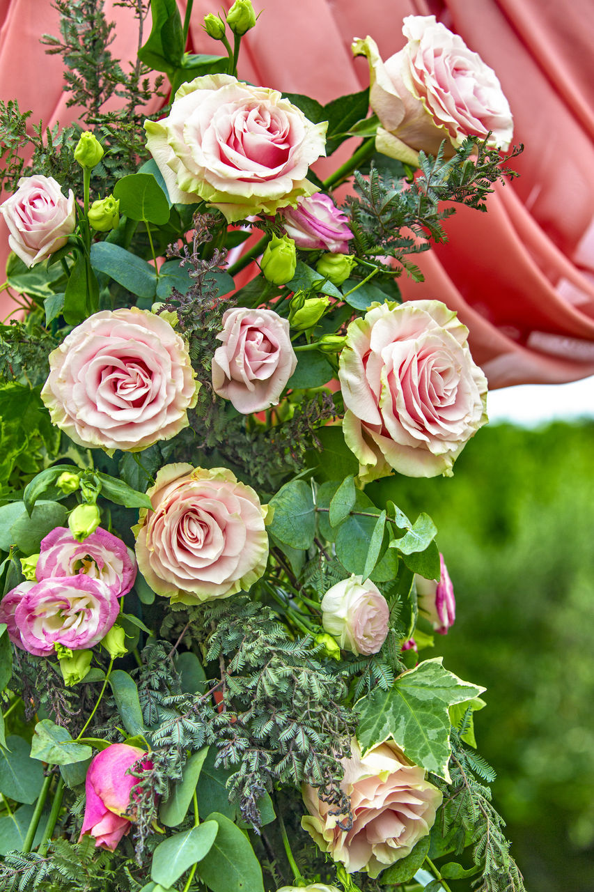 HIGH ANGLE VIEW OF ROSES ON PLANT