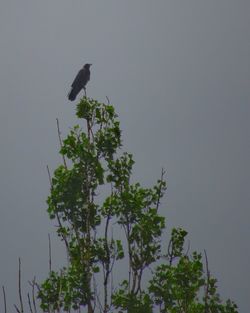 Low angle view of bird perching on tree against sky