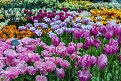 Close-up of pink tulip flowers