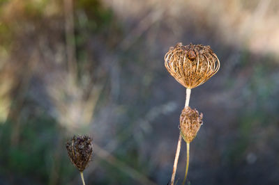 Close-up of plant