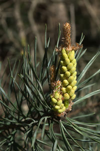 Close-up of flower buds