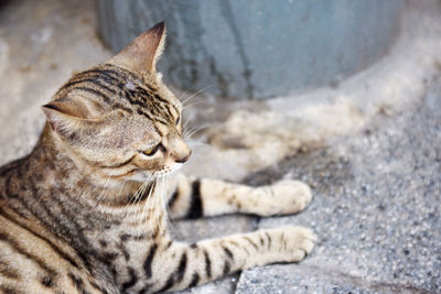 Close-up of a cat