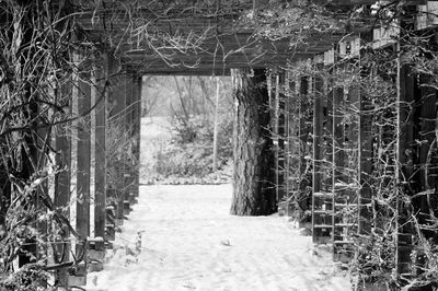 Bare trees in park during winter