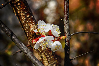 Close-up of white flowers on branch