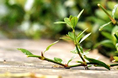 Close-up of plant growing outdoors