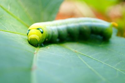 Close-up of insect on leaf