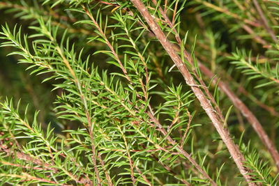 Close-up of fresh green leaves